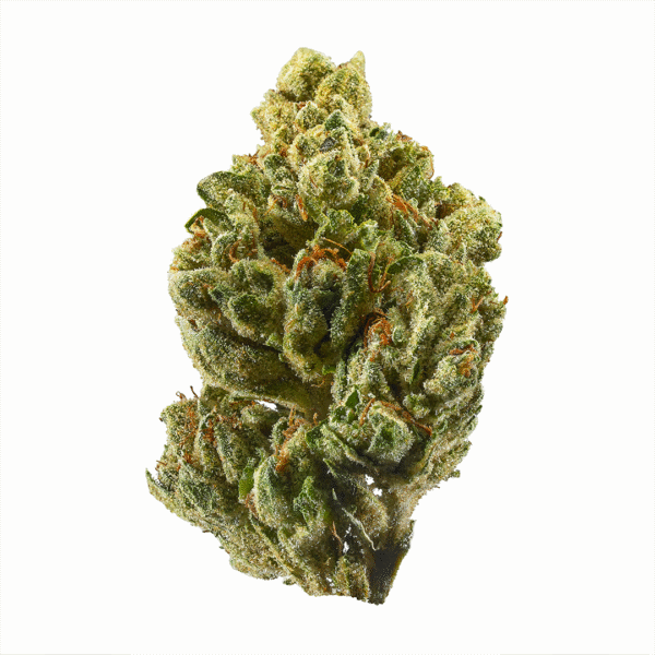 24K Gold Feminised Seeds