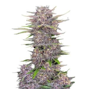 Banana Purple Punch Auto Feminised Seeds