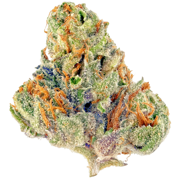 Blue Venom Feminised Seeds