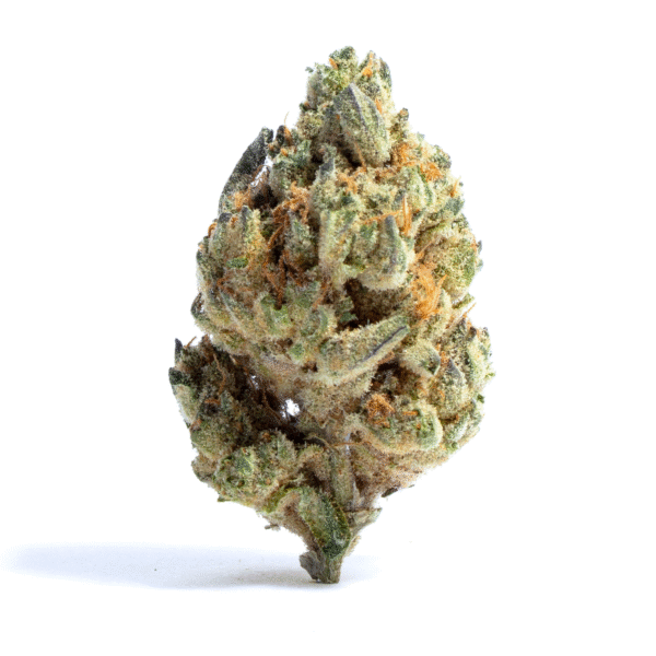 Buddha Tahoe OG Feminised Seeds
