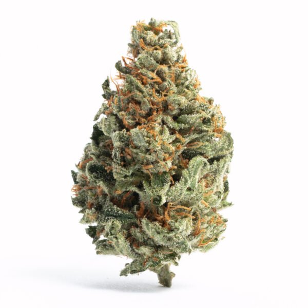 Chocolope 256 Feminised Seeds