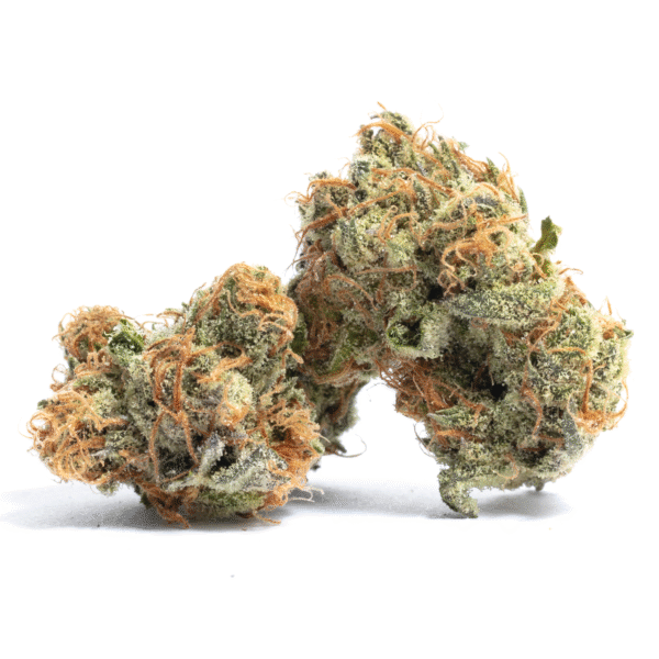 Generation X18 Regular Seeds
