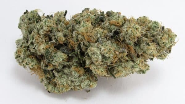 GMO Feminised Seeds