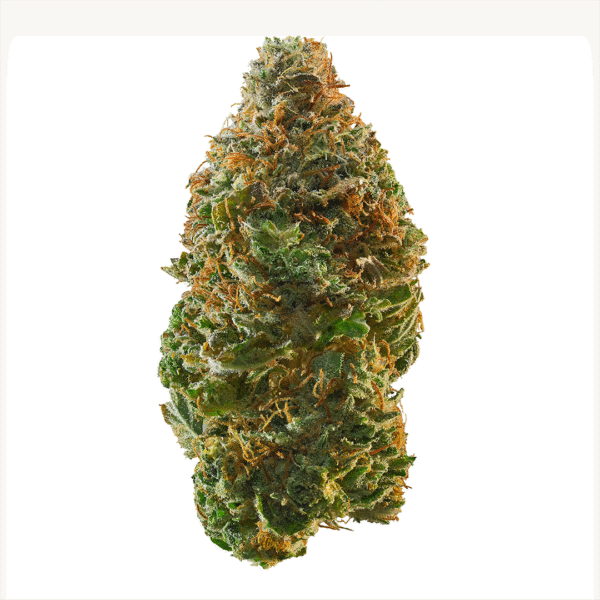 Gopher Glue FAST Feminised Seeds