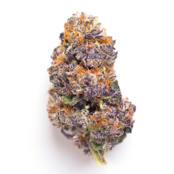 Kalat Regular Seeds