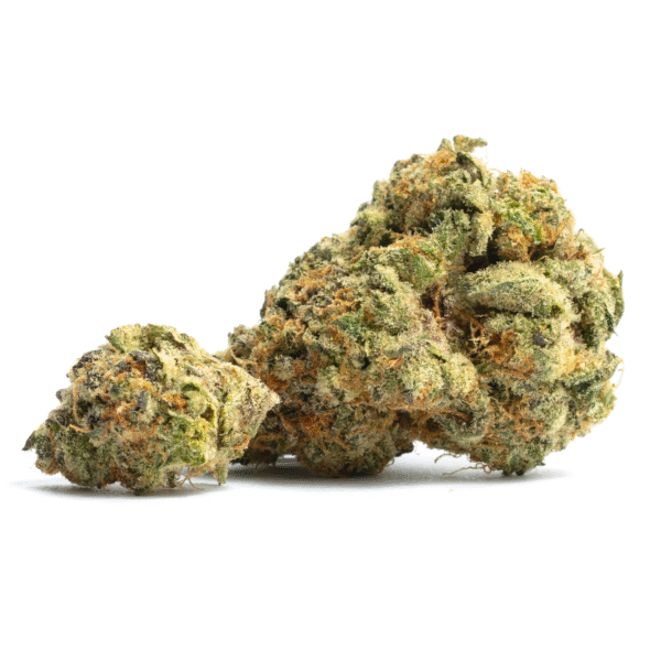 Elon���s X Regular Seeds