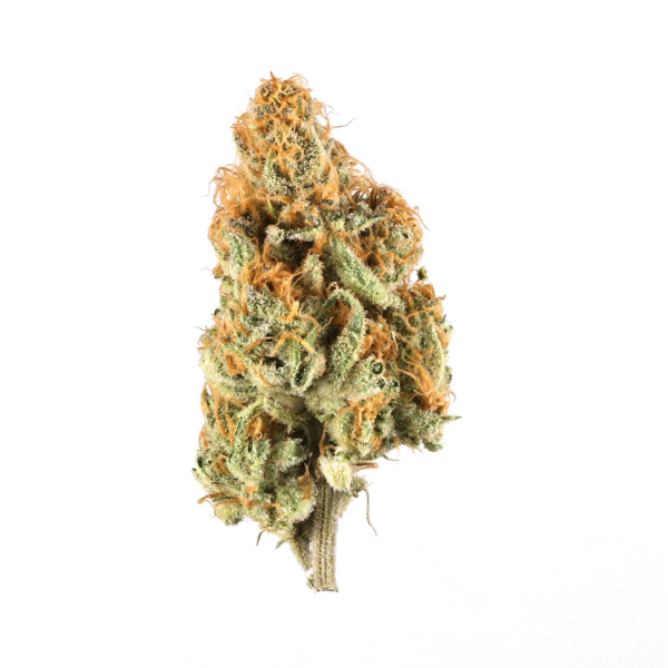 Another Level Feminised Seeds