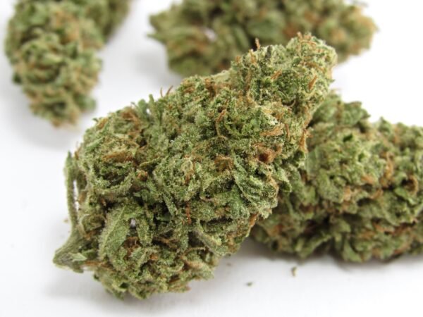 OMG Feminised Seeds