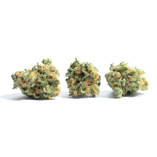 Lane 8 Feminised Seeds