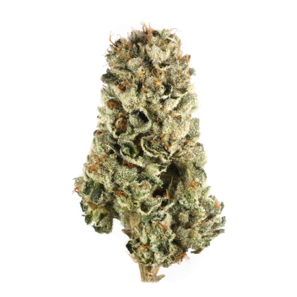 Raspberry Boogie S2 Feminised Seeds