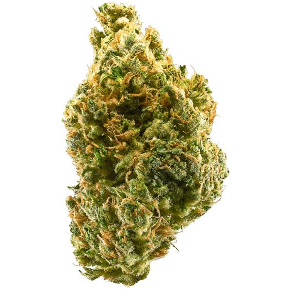 Tangie Auto Feminized Seeds