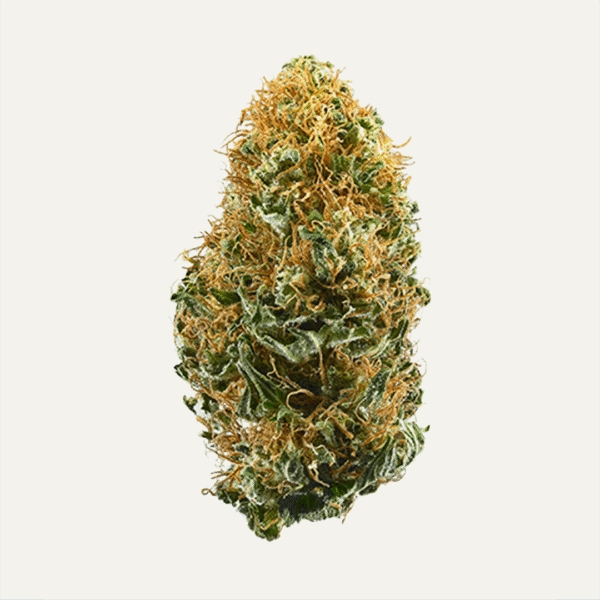 White Widow Fast Feminized Seeds
