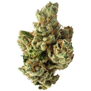 SFV OG Auto Feminized Seeds