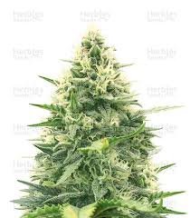 Speed + Auto Feminised Seeds