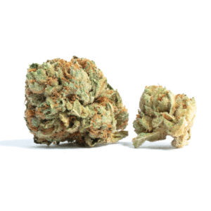SundogZ Feminised Seeds
