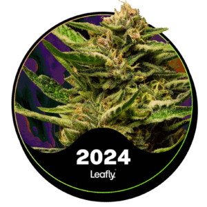 Super Boof Feminized Seeds